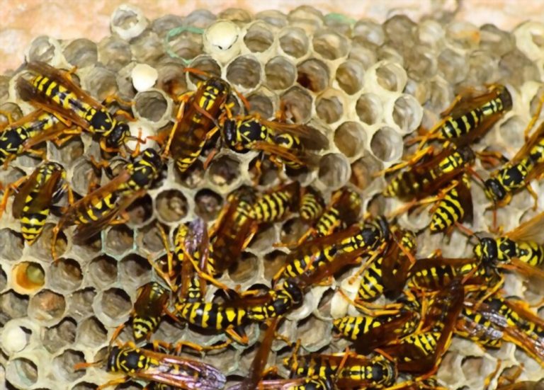 Wasps control Melbourne