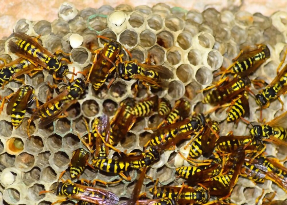 How to Get Rid of Wasps in Melbourne: The Best, Safest Ways