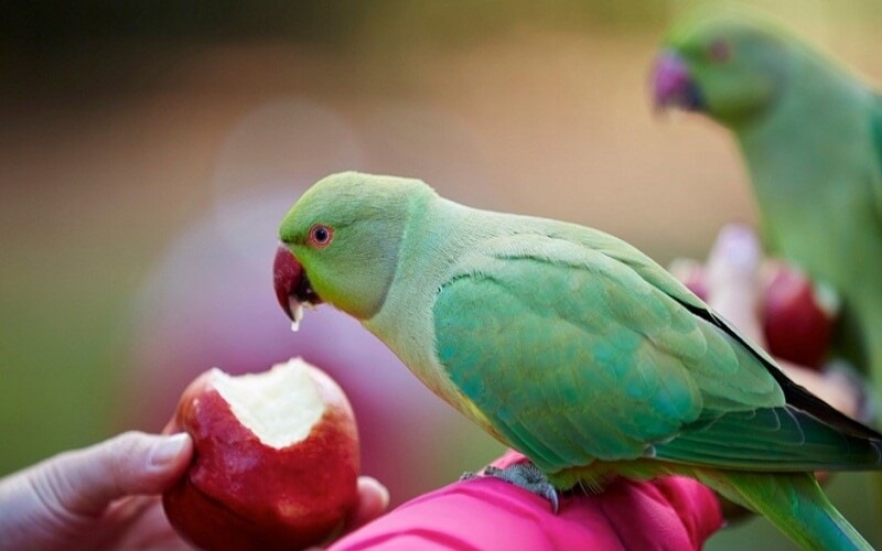 Which Vitamins Are Essential for Your Birds?